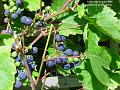 2005-0831grapes